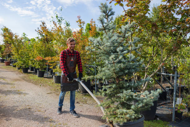 Tree and Shrub Care in Kapaau, HI